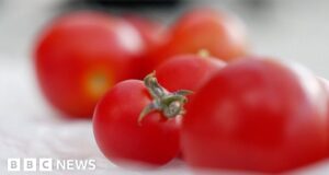 What is gene-edited food and is it safe to eat?