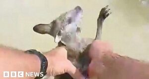 Baby kangaroo rescued from crocodile-infested waters