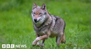 Wolves back in Belgium after 100 years, sparking controversy