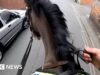 Police on horseback ride after driver using phone