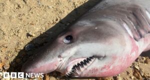 Hampshire shark: Appeal for head to be returned