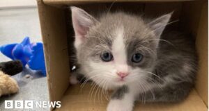 Cost of living: Animal shelter sees rise in cats given up