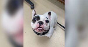 Ralphie, the ‘demon dog’ of Niagara, has finally been adopted