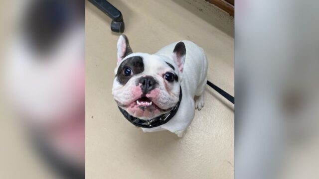 Ralphie, the ‘demon dog’ of Niagara, has finally been adopted