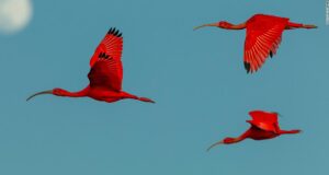 Why a wildlife photographer took 40,000 photos to capture these extraordinary birds