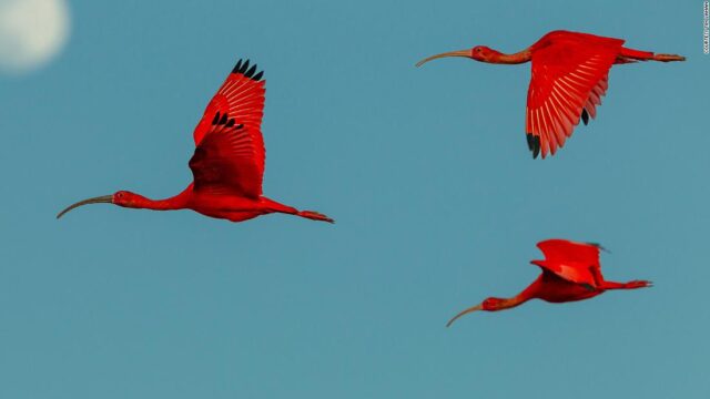 Why a wildlife photographer took 40,000 photos to capture these extraordinary birds