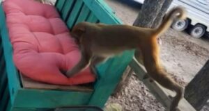 Loose pet monkey attacks woman, ripping ‘handfuls of hair’ and part of her ear off