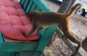 Loose pet monkey attacks woman, ripping ‘handfuls of hair’ and part of her ear off