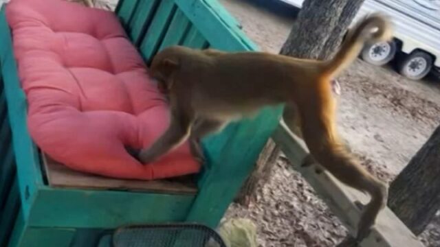 Loose pet monkey attacks woman, ripping ‘handfuls of hair’ and part of her ear off
