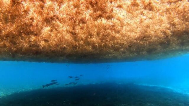 Video: A blob twice the width of the US is heading towards Florida’s coast