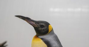 Elderly penguins receive ‘world first’ custom lenses in successful cataract surgery