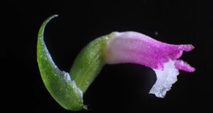 A new species of orchid has been discovered in Japan, and its petals look like they’re spun from glass