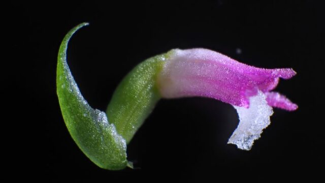 A new species of orchid has been discovered in Japan, and its petals look like they’re spun from glass