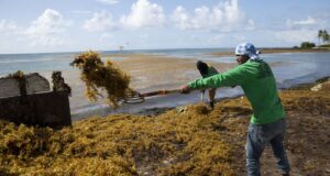 A seaweed blob twice the width of the US is heading toward Florida. Here’s what you should know