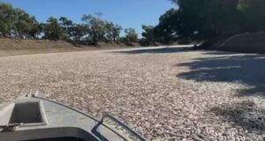 Millions of dead fish have washed up in a river near an Australian town