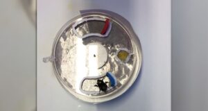 Video of bumblebees solving a puzzle shows how they’re capable of creating culture