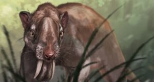 ‘Marsupial sabertooth’ had massive canines with roots that grew over the top of its skull