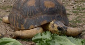Video: ‘Mr. Pickles,’ zoo’s 90-year-old tortoise, stuns handlers with adorable surprise