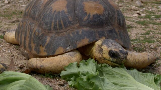 Video: ‘Mr. Pickles,’ zoo’s 90-year-old tortoise, stuns handlers with adorable surprise