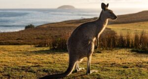 Australia loves its kangaroos so much it sets annual quotas to kill them
