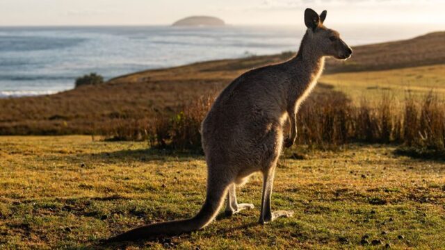 230322124550-06-kangaroo-culls-nike-puma.jpg