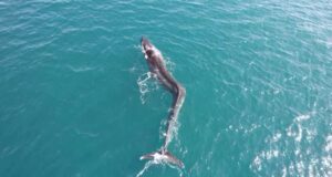 A massive whale was spotted off the coast of Spain. Why it’s incredibly rare