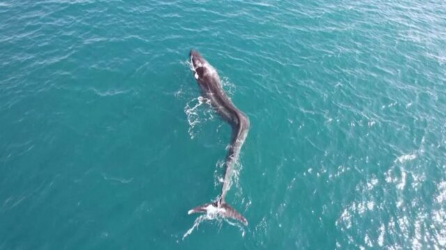 A massive whale was spotted off the coast of Spain. Why it’s incredibly rare