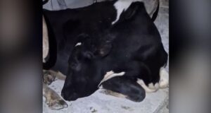 Video: Cow tries to fake its way out of early wake-up call. See the moment