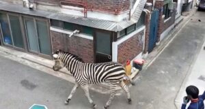 Video: Zebra escapes from Seoul zoo and roams city streets
