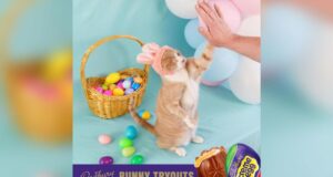 A one-eyed rescue cat is the newest Cadbury Bunny and the first feline to hold the role