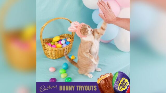 230326165055-crash-the-cat-cadbury-bunny-tryouts.jpg