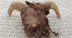 Thousands of animal mummies discovered at ancient Egyptian site