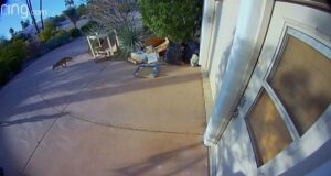 VIDEO: Terrifying video captures moment a coyote charges after toddler