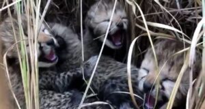 See adorable cheetah cubs born in India for the first time in 70 years