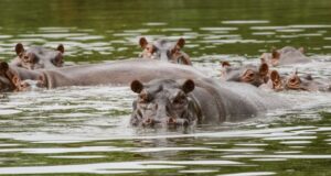Relocating 70 of Pablo Escobar’s ‘cocaine hippos’ to cost around $3.5 million