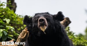 Bear meat vending machine is a first for Japan