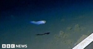 How world’s deepest fish was caught on camera