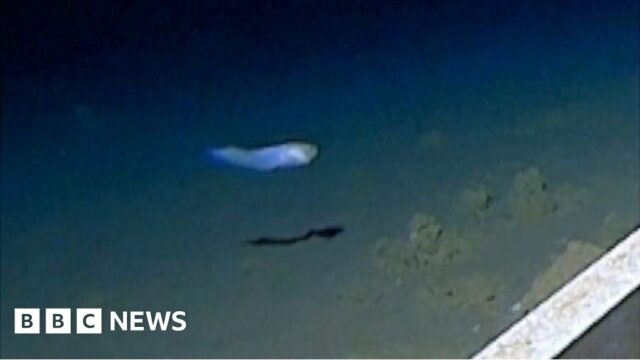 How world’s deepest fish was caught on camera