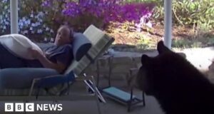 Moment black bear surprises man on sun lounger