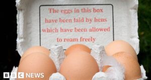 Bird flu: Free range eggs return as clampdowns eased