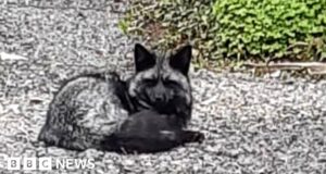 Barry: Rare black fox spotted roaming the streets