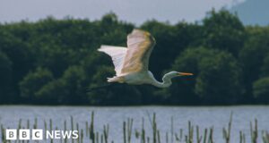 Biodiversity targets may be slipping out of reach