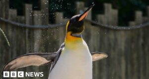 Cotswolds penguin Spike crowned world’s favourite