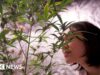 Thailand: Southeast Asia’s ‘weed wonderland’