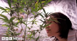 Thailand: Southeast Asia’s ‘weed wonderland’
