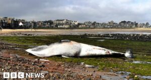 How do you dispose of a giant whale from a beach?