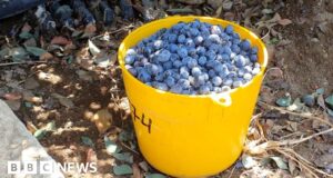 Peru’s ‘fast and furious’ blueberry boom