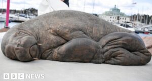 Walrus Freya killed by Norway gets Oslo sculpture