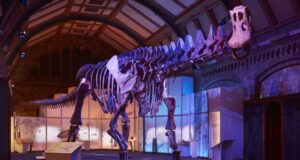 Meet the titanosaur: Dinosaur giant goes on display in Europe for the first time
