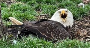 ‘He’s very protective of the rock’: Eagle thinks rock is an egg